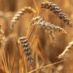 reife Weizenähren - Getreide